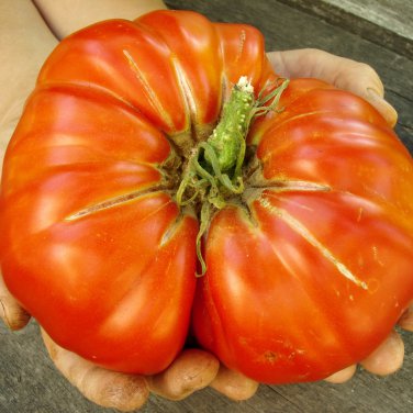 Giant Tomato 100 PCS Seeds