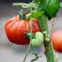 Giant Tomato 100 PCS Seeds