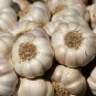 Giant Garlic Bulbils Lyubasha Winter 50 PCS Seeds