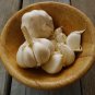 Giant Garlic Bulbils Lyubasha Winter 50 PCS Seeds