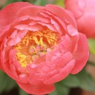 Sunset Series Peony Large Double Petals in Rust-Orange 20 PCS Seeds Sunset Series Peony Large Double Petals in Rust-Orange 20 PCS Seeds