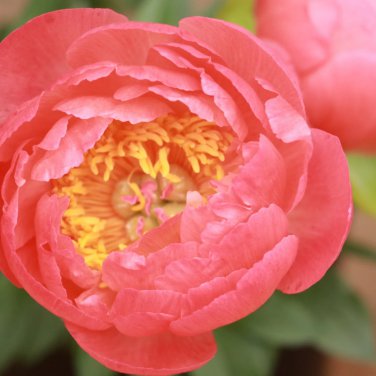 Sunset Series Peony Large Double Petals in Rust-Orange 20 PCS Seeds