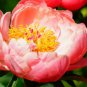 Sunset Series Peony Large Double Petals in Rust-Orange 20 PCS Seeds