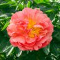 Sunset Series Peony Large Double Petals in Rust-Orange 20 PCS Seeds