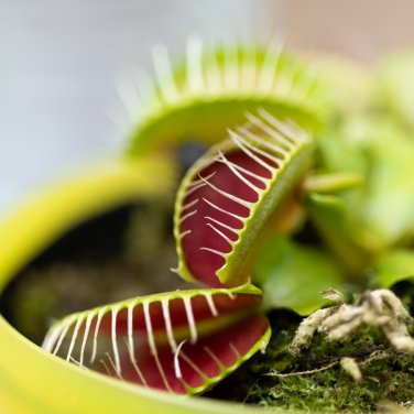 Giant Dionaea Muscipula Carnivorous Plants Fly Clip 100 PCS Seeds