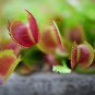 Giant Dionaea Muscipula Carnivorous Plants Fly Clip 100 PCS Seeds