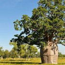 Adansonia Gregorii Boab Baobab Bottle Tree 5 PCS Seeds Adansonia Gregorii Boab Baobab Bottle Tree 5 PCS Seeds