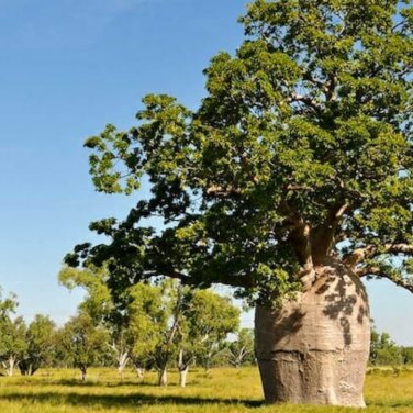 Adansonia Gregorii Boab Baobab Bottle Tree 5 PCS Seeds