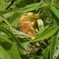 Adansonia Gregorii Boab Baobab Bottle Tree 5 PCS Seeds