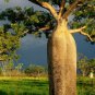 Adansonia Gregorii Boab Baobab Bottle Tree 5 PCS Seeds