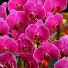 Hydroponic Orchid Bonsai Indoor Flower Plants 100 PCS Seeds Hydroponic Orchid Bonsai Indoor Flower Plants 100 PCS Seeds