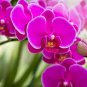 Hydroponic Orchid Bonsai Indoor Flower Plants 100 PCS Seeds