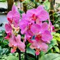 Hydroponic Orchid Bonsai Indoor Flower Plants 100 PCS Seeds
