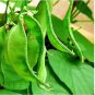 Hyacinth Bean in Purple and Green 10 PCS Seeds