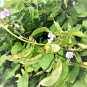 Hyacinth Bean in Purple and Green 10 PCS Seeds