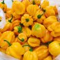 Hybrid F1 Yellow Devil Pepper & Chilli 50 PCS Seeds