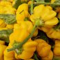 Hybrid F1 Yellow Devil Pepper & Chilli 50 PCS Seeds