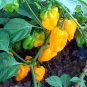 Hybrid F1 Yellow Devil Pepper & Chilli 50 PCS Seeds