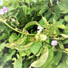 Hyacinth Bean Lablab Highyield Delicious Asian Bean Papdi 50 PCS Seeds