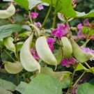 Hyacinth Bean for a Flourishing Garden 10 PCS Seeds Hyacinth Bean for a Flourishing Garden 10 PCS Seeds