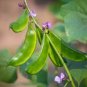Hyacinth Bean for a Flourishing Garden 10 PCS Seeds