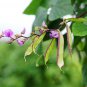 Hyacinth Bean for a Flourishing Garden 10 PCS Seeds