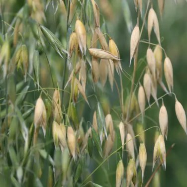 Hulless Oats Plant 100 PCS Seeds