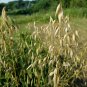 Hulless Oats Plant 100 PCS Seeds