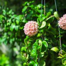 Hoya Kerrii Flower 10 PCS Seeds