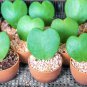 Hoya Kerrii Flower 10 PCS Seeds