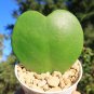 Hoya Kerrii Flower 10 PCS Seeds