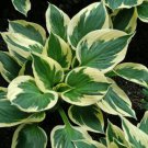 Hosta Variegated Foliage Plant with White, Yellow & Green Striped 150 PCS Seeds Hosta Variegated Foliage Plant with White, Yellow & Green Striped 150 PCS Seeds