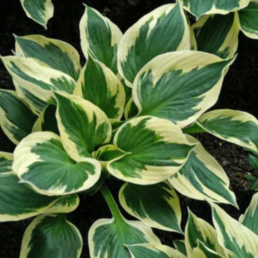 Hosta Variegated Foliage Plant with White, Yellow & Green Striped 150 PCS Seeds