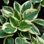 Hosta Variegated Foliage Plant with White, Yellow & Green Striped 150 PCS Seeds