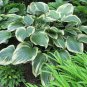 Hosta Variegated Foliage Plant with White, Yellow & Green Striped 150 PCS Seeds