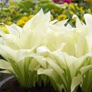 Hosta Spectacular Foliage Plant with White and Light Green Leaves 150 PCS Seeds