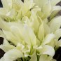 Hosta Spectacular Foliage Plant with White and Light Green Leaves 150 PCS Seeds