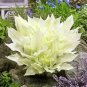Hosta Spectacular Foliage Plant with White and Light Green Leaves 150 PCS Seeds