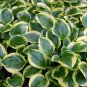 Hosta Perennials Plantain Lily Flower White Lace 100 PCS Seeds