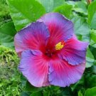 Hibiscus Plants Sky Blue Purple Big Flowers with Light Pink Edge 200 PCS Seeds Hibiscus Plants Sky Blue Purple Big Flowers with Light Pink Edge 200 PCS Seeds