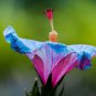 Hibiscus Plants Sky Blue Purple Big Flowers with Light Pink Edge 200 PCS Seeds