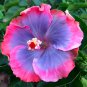 Hibiscus Plants Sky Blue Purple Big Flowers with Light Pink Edge 200 PCS Seeds