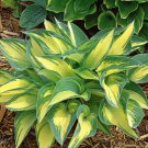 Hosta Plants 100 PCS Seeds