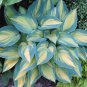 Hosta Plants 100 PCS Seeds