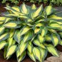 Hosta Plants 100 PCS Seeds