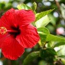 Hibiscus Plants 24kinds Hibiscus ROSA-SINENSIS Flower 200 PCS Seeds