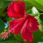 Hibiscus Plants 24kinds Hibiscus ROSA-SINENSIS Flower 200 PCS Seeds