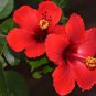 Hibiscus Plants 24kinds Hibiscus ROSA-SINENSIS Flower 200 PCS Seeds