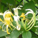 Honeysuckle Bonsai Lonicera Japonica Herbal Medicine Very Sweet 200 PCS Seeds