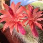 Hildewintera colademononis 10 PCS Seeds